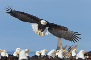 Bald eagle spreads its wings to land amid a large group of bald eagles, Haliaeetus leucocephalus, Haliaeetus leucocephalus washingtoniensis, Kachemak Bay, Homer, Alaska