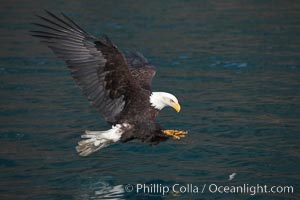 Bald eagle in flight spreads its wings and raises its talons as it prepares to grasp a fish out of the water, Haliaeetus leucocephalus, Haliaeetus leucocephalus washingtoniensis, Kenai Peninsula, Alaska