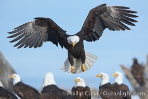 Bald eagle spreads its wings to land amid a large group of bald eagles, Haliaeetus leucocephalus, Haliaeetus leucocephalus washingtoniensis, Kachemak Bay, Homer, Alaska