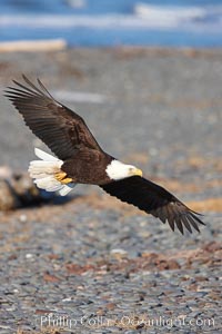 Bald eagle flies over cobblestone beach, Haliaeetus leucocephalus, Haliaeetus leucocephalus washingtoniensis, Kachemak Bay, Homer, Alaska