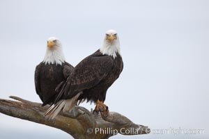 Two bald eagles on wooden perch, Haliaeetus leucocephalus, Haliaeetus leucocephalus washingtoniensis, Kachemak Bay, Homer, Alaska