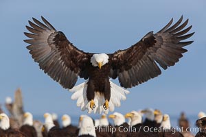 Bald eagle spreads its wings to land amid a large group of bald eagles, Haliaeetus leucocephalus, Haliaeetus leucocephalus washingtoniensis, Kachemak Bay, Homer, Alaska