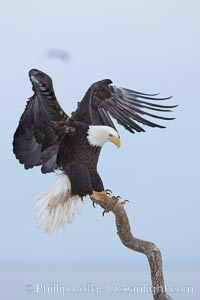 Bald eagle spreads its wings as it balances on wooden perch, Haliaeetus leucocephalus, Haliaeetus leucocephalus washingtoniensis, Kachemak Bay, Homer, Alaska