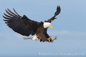 Bald eagle in flight, wings spread as it slows to land, talons raised, Haliaeetus leucocephalus, Haliaeetus leucocephalus washingtoniensis, Kachemak Bay, Homer, Alaska