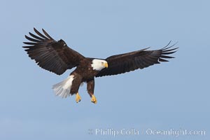 Bald eagle in flight, wing spread, soaring, Haliaeetus leucocephalus, Haliaeetus leucocephalus washingtoniensis, Kachemak Bay, Homer, Alaska