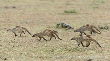 Banded mongoose, Maasai Mara, Kenya, Mungos mungo, Olare Orok Conservancy