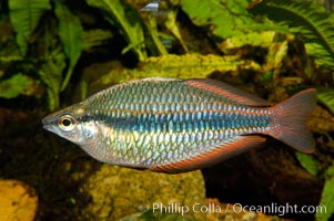 Banded rainbowfish, native to rivers of southern China to Vietnam, Melanotaenia trifasciata