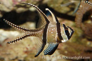 Banggai Cardinalfish.  Once thought to be found at Banggai Island near Sulawesi, Indonesia, it has recently been found at Lembeh Strait and elsewhere.  The male incubates the egg mass in his mouth, then shelters a brood of 10-15 babies in his mouth after they hatch, the only fish known to exhibit this behaviour.  Unfortunately, the aquarium trade is threatening the survival of this species in the wild, Pterapogon kauderni