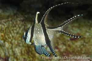 Banggai Cardinalfish.  Once thought to be found at Banggai Island near Sulawesi, Indonesia, it has recently been found at Lembeh Strait and elsewhere.  The male incubates the egg mass in his mouth, then shelters a brood of 10-15 babies in his mouth after they hatch, the only fish known to exhibit this behaviour.  Unfortunately, the aquarium trade is threatening the survival of this species in the wild, Pterapogon kauderni