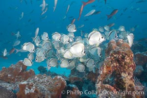 Barberfish schooling, Johnrandallia nigrirostris, Darwin Island