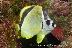 Barberfish, Sea of Cortez, Baja California, Mexico, Johnrandallia nigrirostris