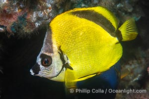 Barberfish, Black-Nosed Butterflyfish,  Johnrandallia nigrirostris,  Isla de la Guarda, Sea of Cortez, Johnrandallia nigrirostris, Isla Angel de la Guarda, Baja California, Mexico