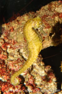 Barbours seahorse, Hippocampus barbouri