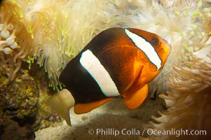 Barrier reef anemonefish, Amphiprion akindynos