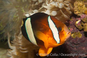 Barrier reef anemonefish, Amphiprion akindynos