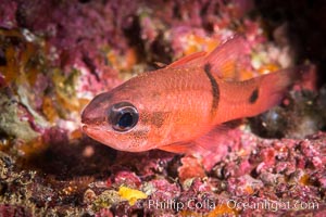 Barspot Cardinalfish, Apogon retrosell, Sea of Cortez, Isla Espiritu Santo, Baja California, Mexico