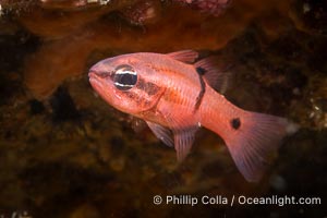 Barspot Cardinalfish, Apogon retrosell, Sea of Cortez, Apogon retrosell, Islas San Lorenzo, Baja California, Mexico