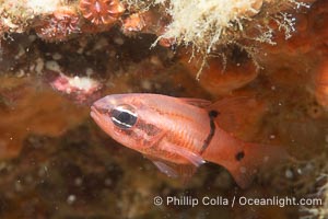 Barspot Cardinalfish, Apogon retrosell, Sea of Cortez, Apogon retrosell, Islas San Lorenzo, Baja California, Mexico