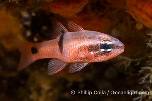 Barspot Cardinalfish, Apogon retrosell, Sea of Cortez, Apogon retrosell, Islas San Lorenzo, Baja California, Mexico