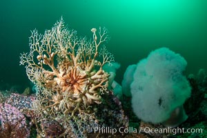 Basket Star and Giant Metridium anemone, Browning Pass, Vancouver Island, Gorgonocephalus eucnemis, Metridium farcimen