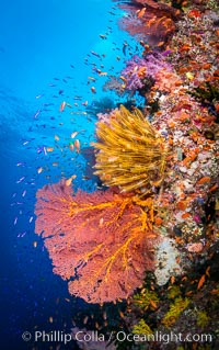 Beautiful Coral Reef Scene, Fiji, Gorgonacea, Vatu I Ra Passage, Bligh Waters, Viti Levu Island