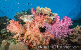 Spectacular pristine tropical reef, including dendronephthya soft corals, sarcophyton leather corals and schooling Anthias fishes, pulsing with life in a strong current over a pristine coral reef. Fiji is known as the soft coral capitlal of the world, Dendronephthya, Pseudanthias, Sarcophyton, Namena Marine Reserve, Namena Island