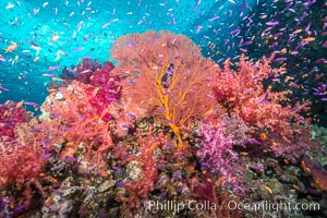 Beautiful tropical reef in Fiji. The reef is covered with dendronephthya soft corals and sea fan gorgonians, with schooling Anthias fishes swimming against a strong current, Dendronephthya, Gorgonacea, Pseudanthias, Gau Island, Lomaiviti Archipelago