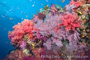 Beautiful tropical reef in Fiji. The reef is covered with dendronephthya soft corals and sea fan gorgonians, with schooling Anthias fishes swimming against a strong current, Dendronephthya, Gorgonacea, Pseudanthias, Namena Marine Reserve, Namena Island