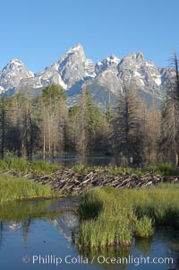 A beaver dam across a sidwater of the Snake River with the Teton Range seen behind, Castor canadensis, Schwabacher Landing, Grand Teton National Park, Wyoming
