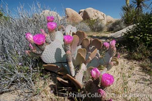 Beavertail cactus in springtime bloom, Opuntia basilaris, Joshua Tree National Park, California