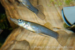 Topminnow, a freshwater fish native to central America, Belonesox belizanus