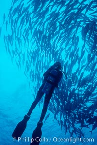 Diver and schooling jacks, Caranx sexfasciatus, Cocos Island