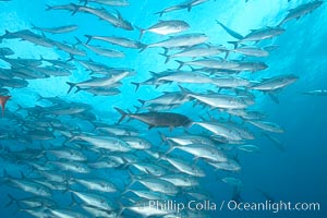 Bigeye trevally jacks, schooling, Caranx sexfasciatus, Darwin Island