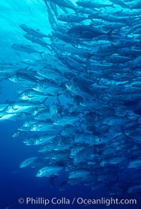 Jacks schooling, Caranx sexfasciatus, Cocos Island