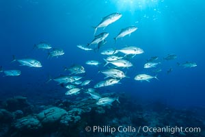 Bigeye Trevally, Bigeye Jacks, Caranx sexfasciatus, Clipperton Island