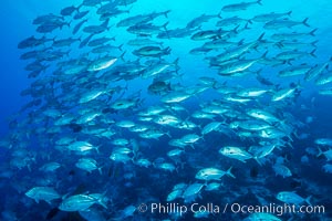 Bigeye Trevally Jacks, Schooling, Fiji, Nigali Passage, Gau Island, Lomaiviti Archipelago