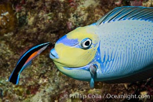 Bignose Unicornfish, Naso vlamingii, being cleaned by a small wrasse, Fiji, Naso vlamingii, Namena Marine Reserve, Namena Island