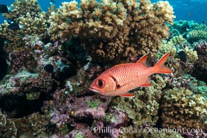 Bigscale Soldierfish, Myripristis berndti, Fiji, Wakaya Island, Lomaiviti Archipelago