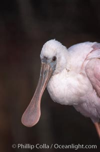 Unidentified bird, Homosassa River