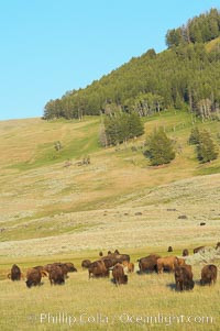 The Lamar herd of bison grazing, Bison bison, Lamar Valley, Yellowstone National Park, Wyoming