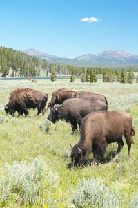 The Hayden herd of bison grazes near the Yellowstone River, Bison bison, Hayden Valley, Yellowstone National Park, Wyoming