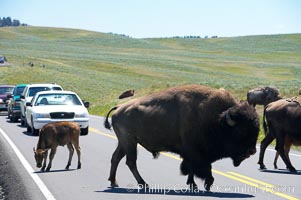 A herd of bison crosses the road, creating a bison-jam while visitors watch from the safety of their cars, Bison bison, Hayden Valley, Yellowstone National Park, Wyoming