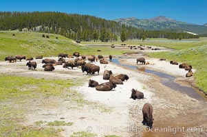 Bison rest in a dry stream bed, Bison bison, Hayden Valley, Yellowstone National Park, Wyoming