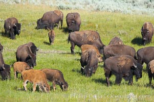 The Lamar herd of bison grazes, a mix of mature adults and young calves, Bison bison, Lamar Valley, Yellowstone National Park, Wyoming