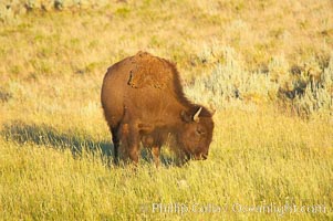 A lone bison grazing, Bison bison, Lamar Valley, Yellowstone National Park, Wyoming