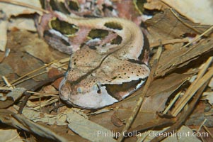 African gaboon viper camouflage blends into the leaves of the forest floor.  This heavy-bodied snake is one of the largest vipers, reaching lengths of 4-6 feet (1.5-2m).  It is nocturnal, living in rain forests in central Africa.  Its fangs are nearly 2 inches (5cm) long, Bitis gabonica