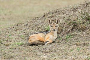 Black-backed jackal, Maasai Mara, Kenya, Canis mesomelas, Olare Orok Conservancy