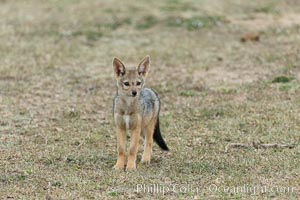 Black-backed jackal pup, Maasai Mara, Kenya, Canis mesomelas, Olare Orok Conservancy