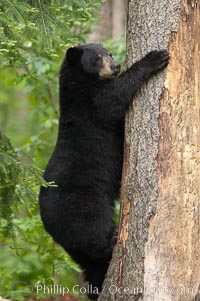 Black bear in a tree.  Black bears are expert tree climbers and will ascend trees if they sense danger or the approach of larger bears, to seek a place to rest, or to get a view of their surroundings, Ursus americanus, Orr, Minnesota