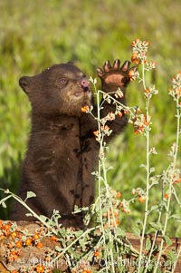American black bear, male cub, Ursus americanus